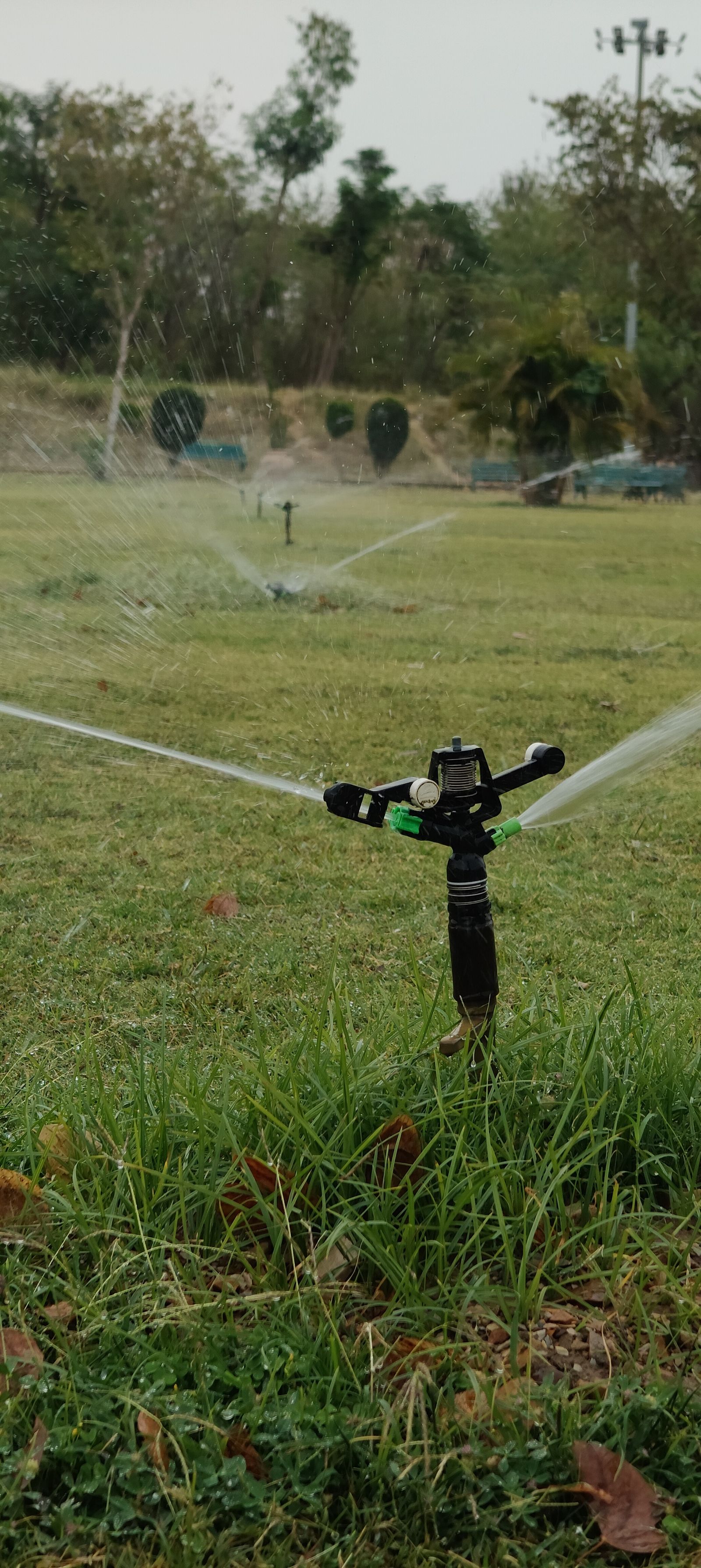 A pop-up irrigation sprinkler watering a green lawn