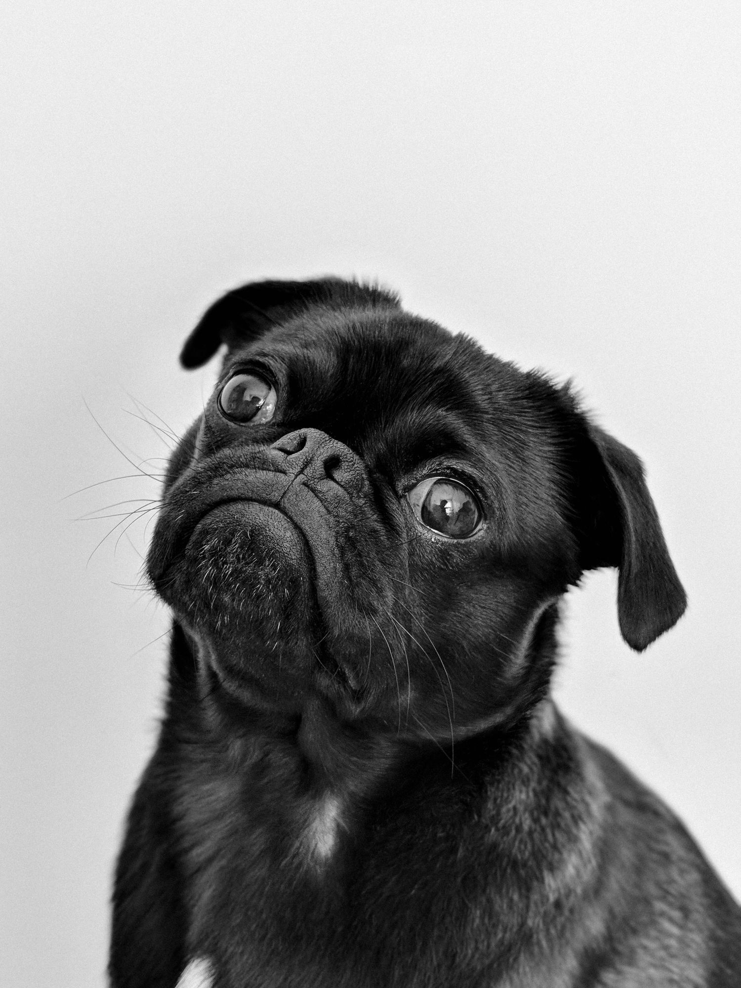 A healthy pug