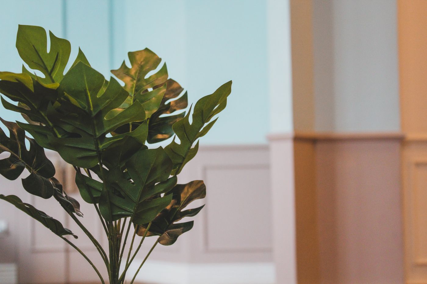 A monstera plant against a soft pastel wall