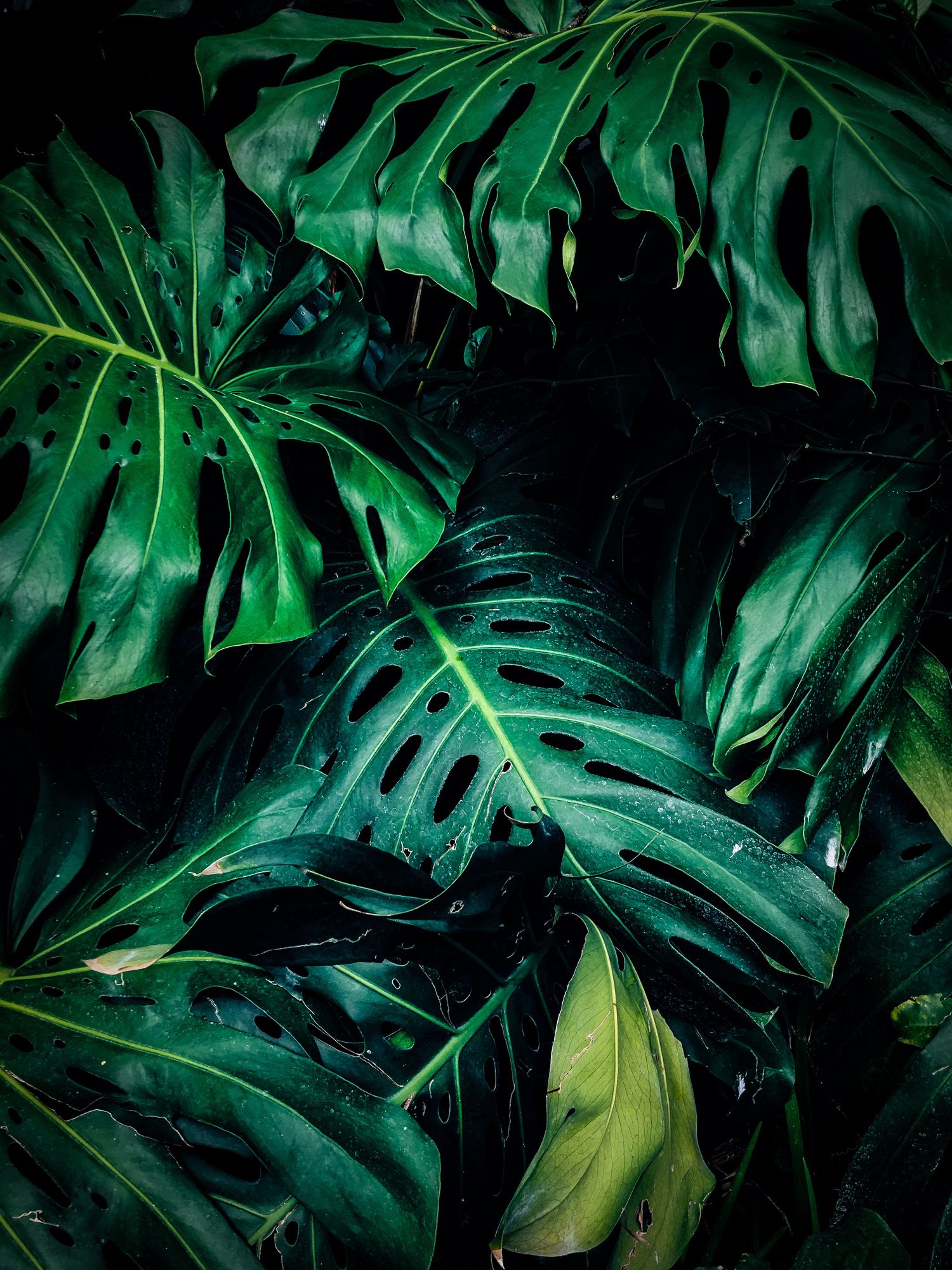 Green botanical leaves