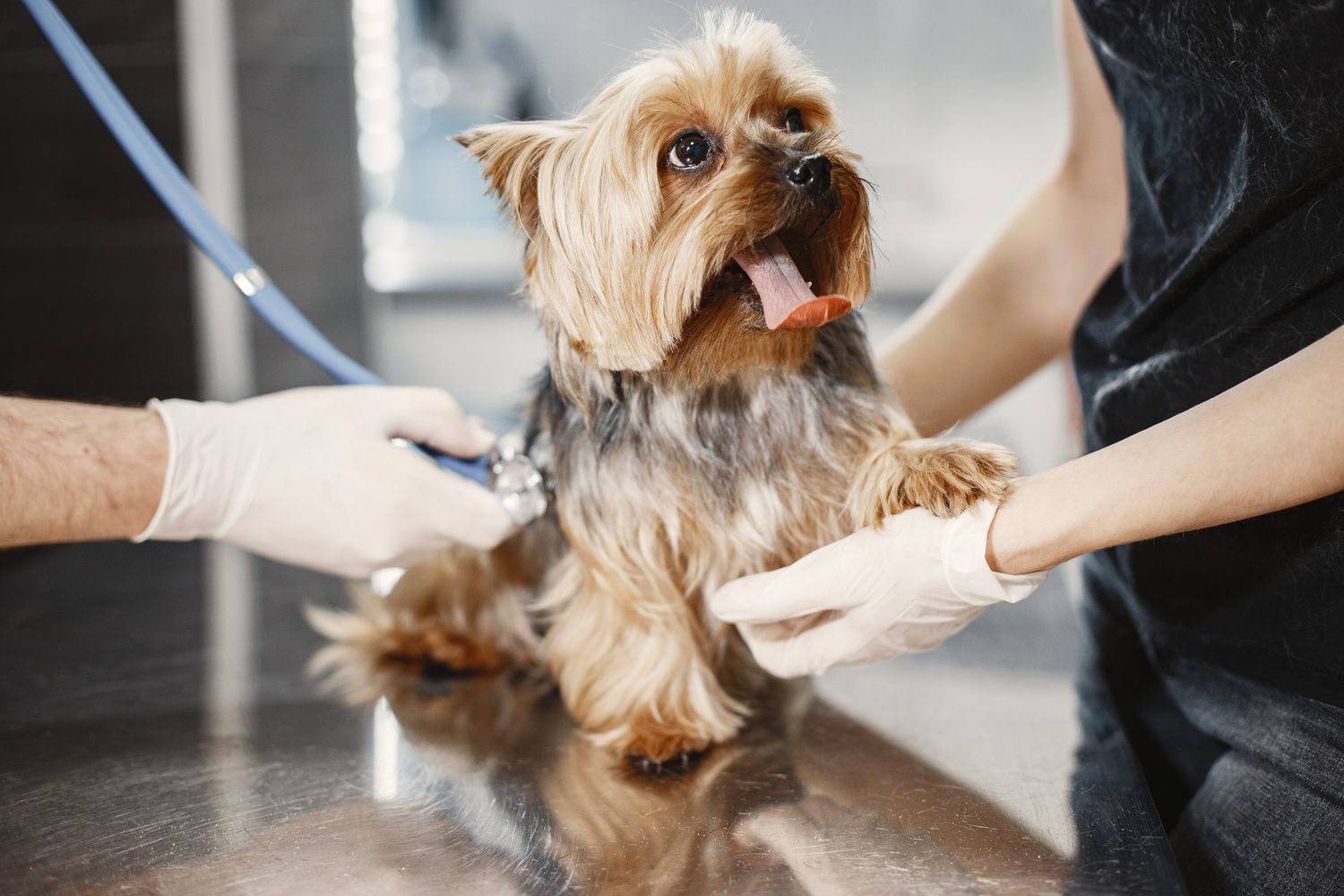 A small dog on an exam table being checked with gloved hands