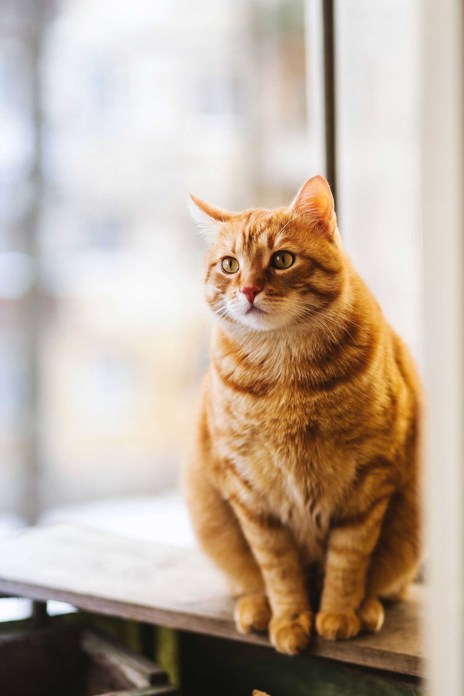 A relaxed ginger cat resting calmly