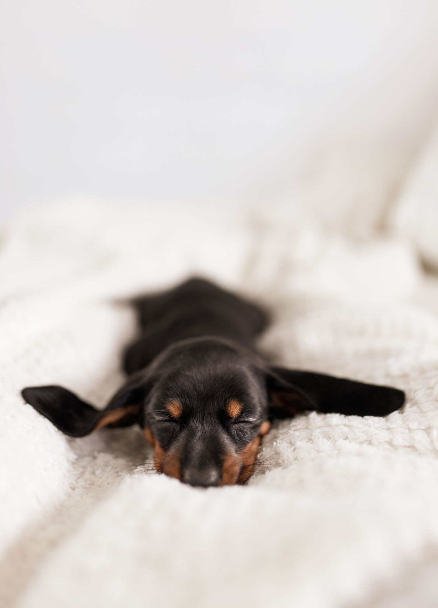 A dachshund puppy sleeping soundly on a soft blanket