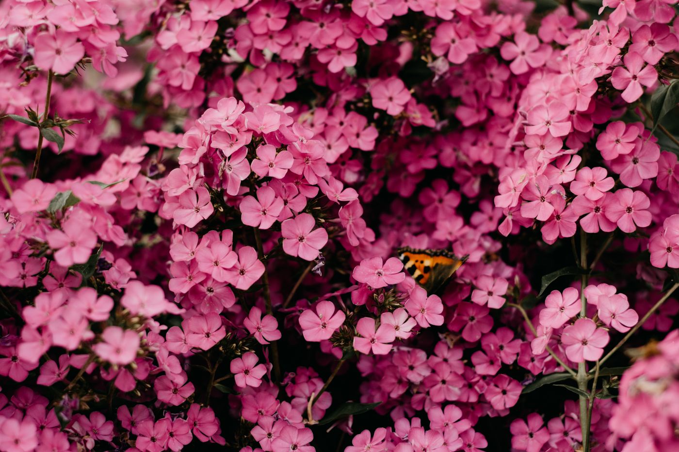 A butterfly on seasonal pink blooms