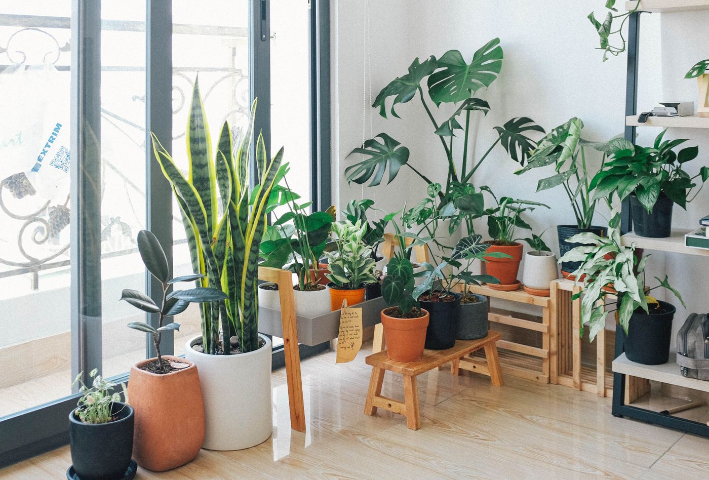 Bright, plant-filled office space