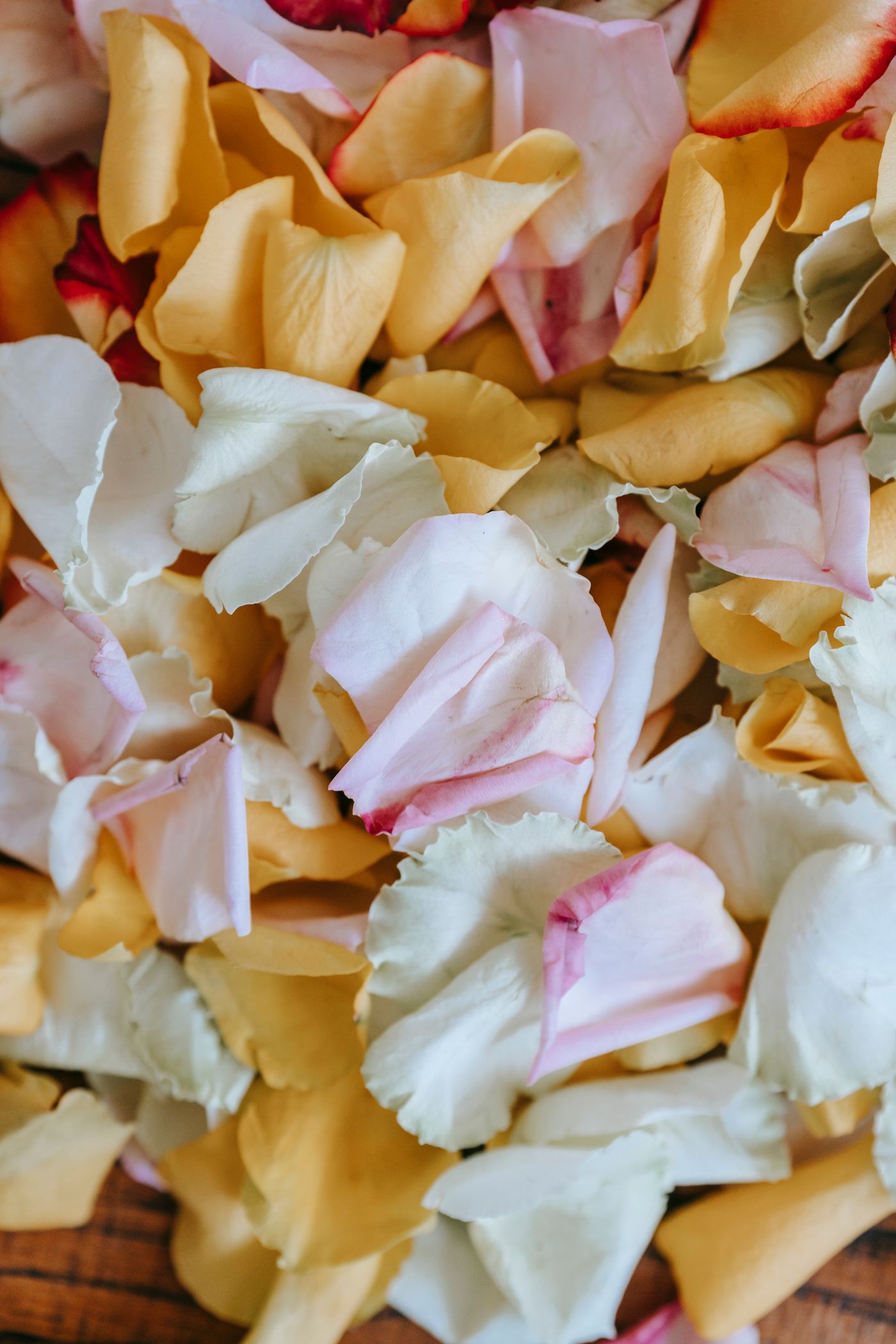 Warm-toned rose petals