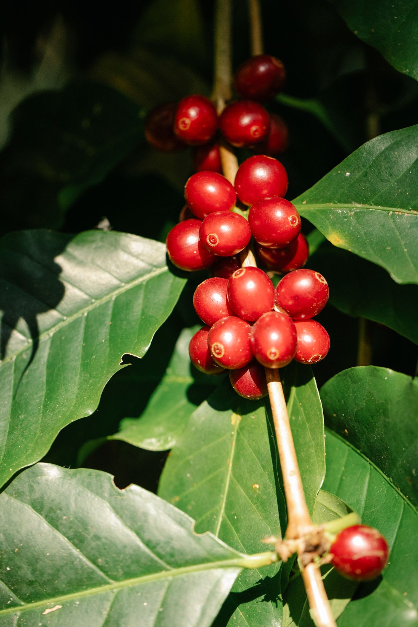 Ripe red coffee cherries on the branch