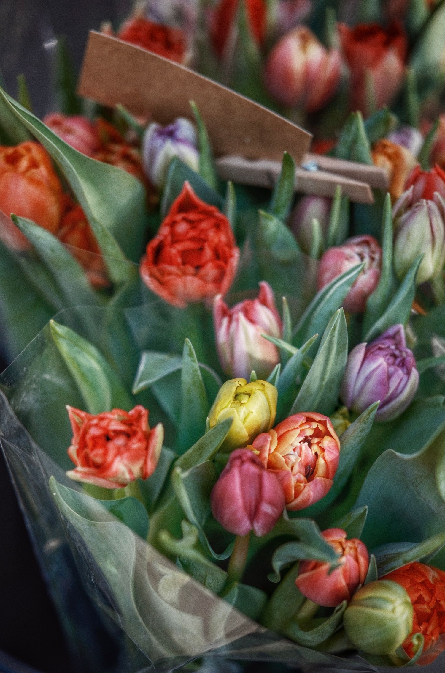 Mixed tulip bunch