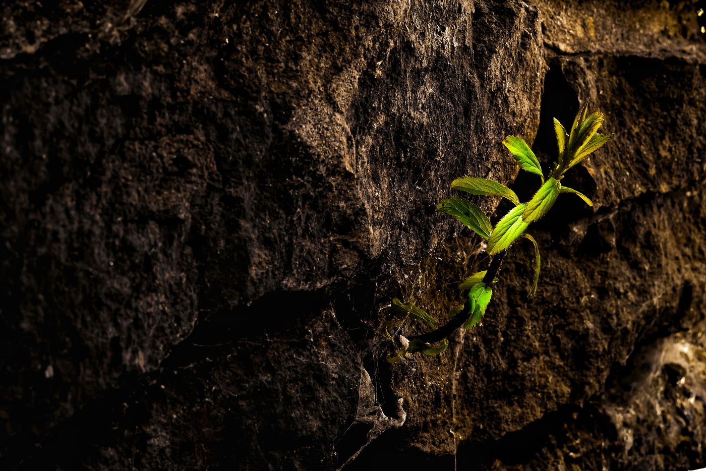 Deep green natural texture