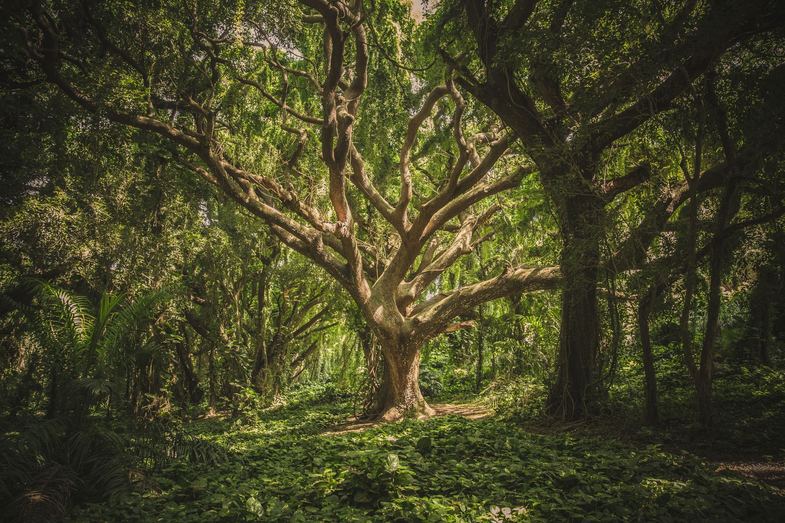 A large spreading tree in dappled woodland light