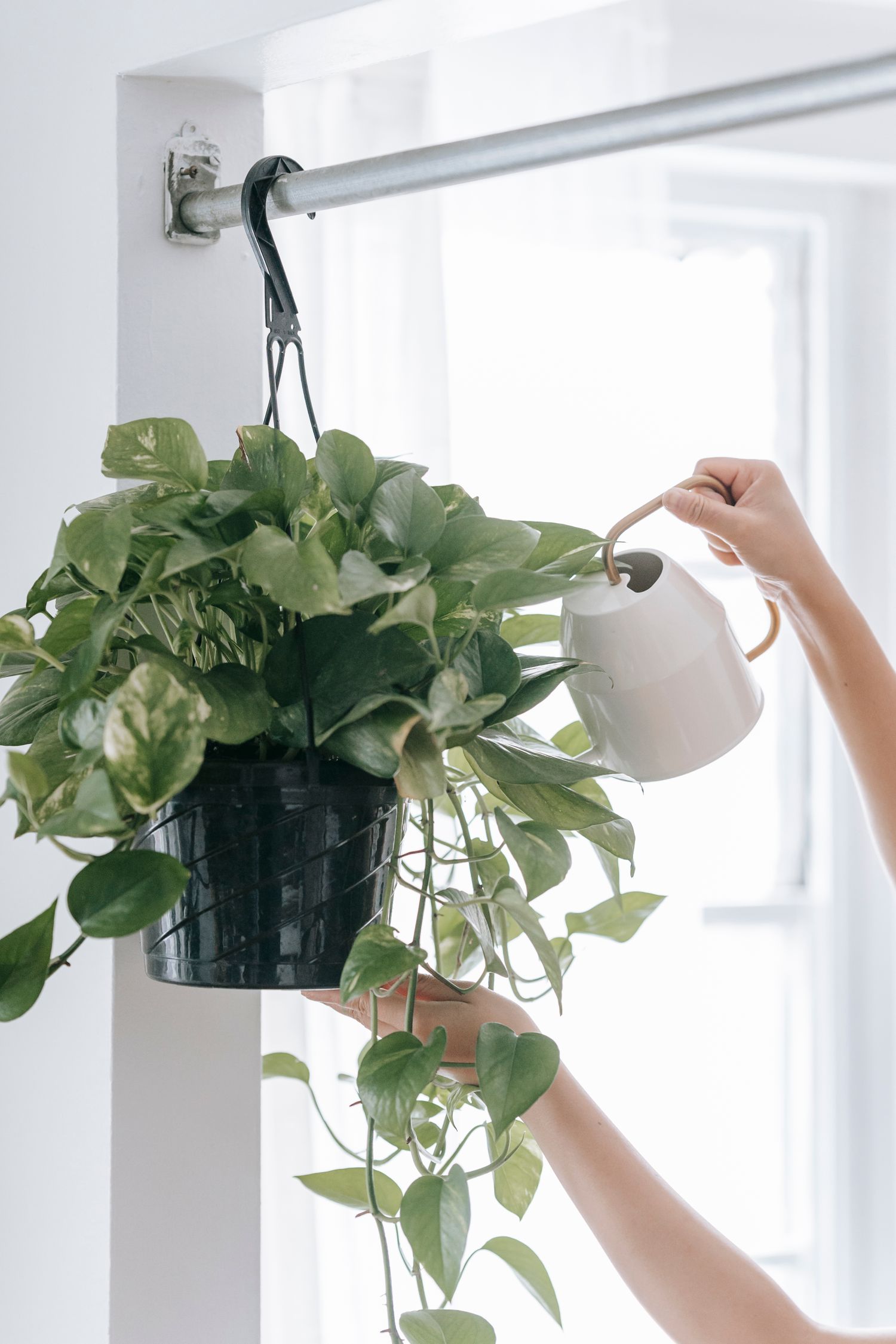 Potted plant in the salon