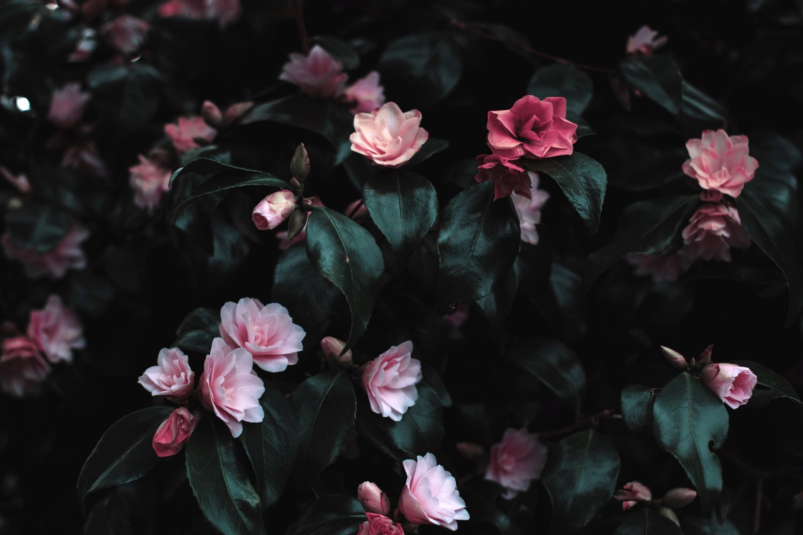 Pink camellias on dark foliage
