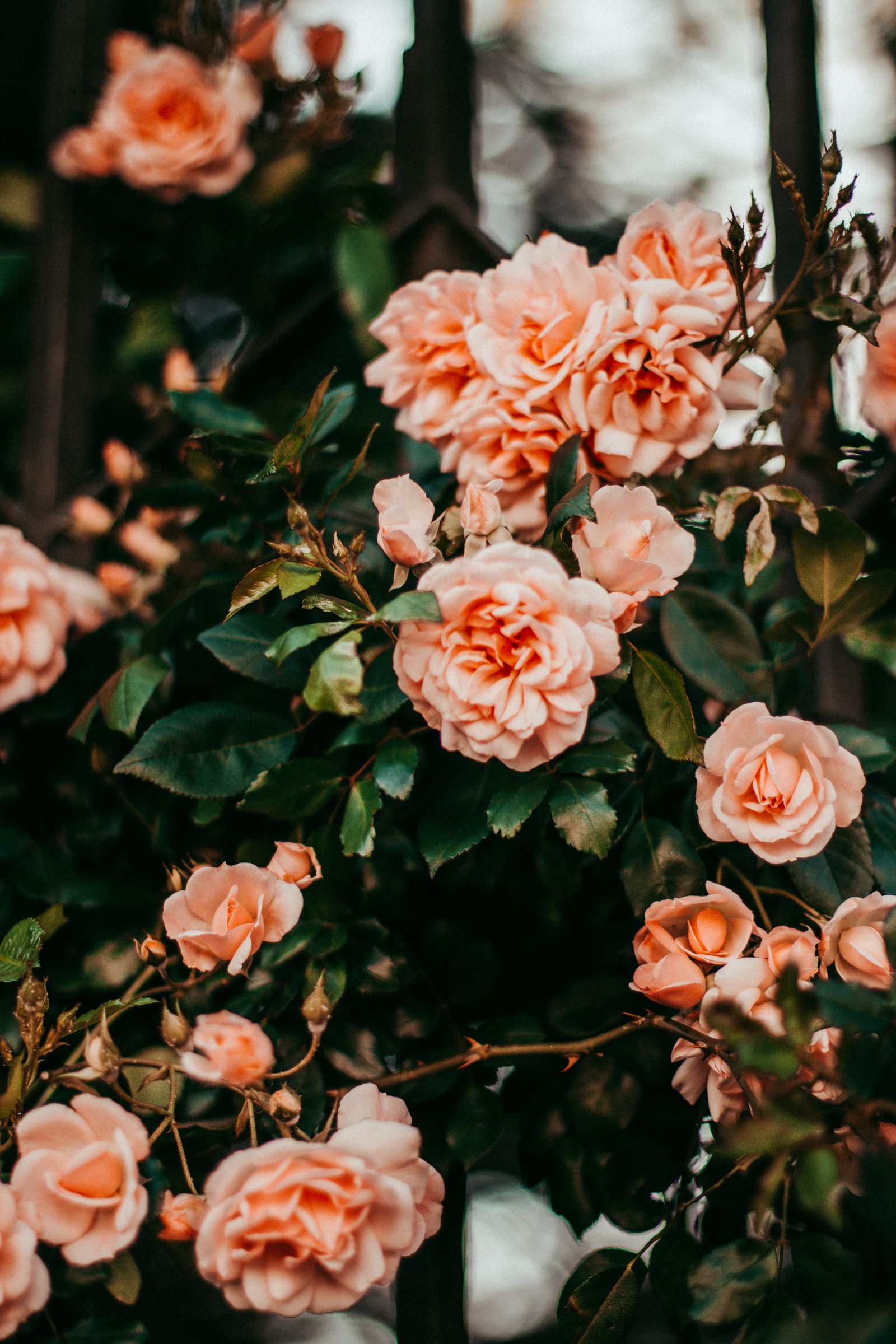 Peach climbing roses