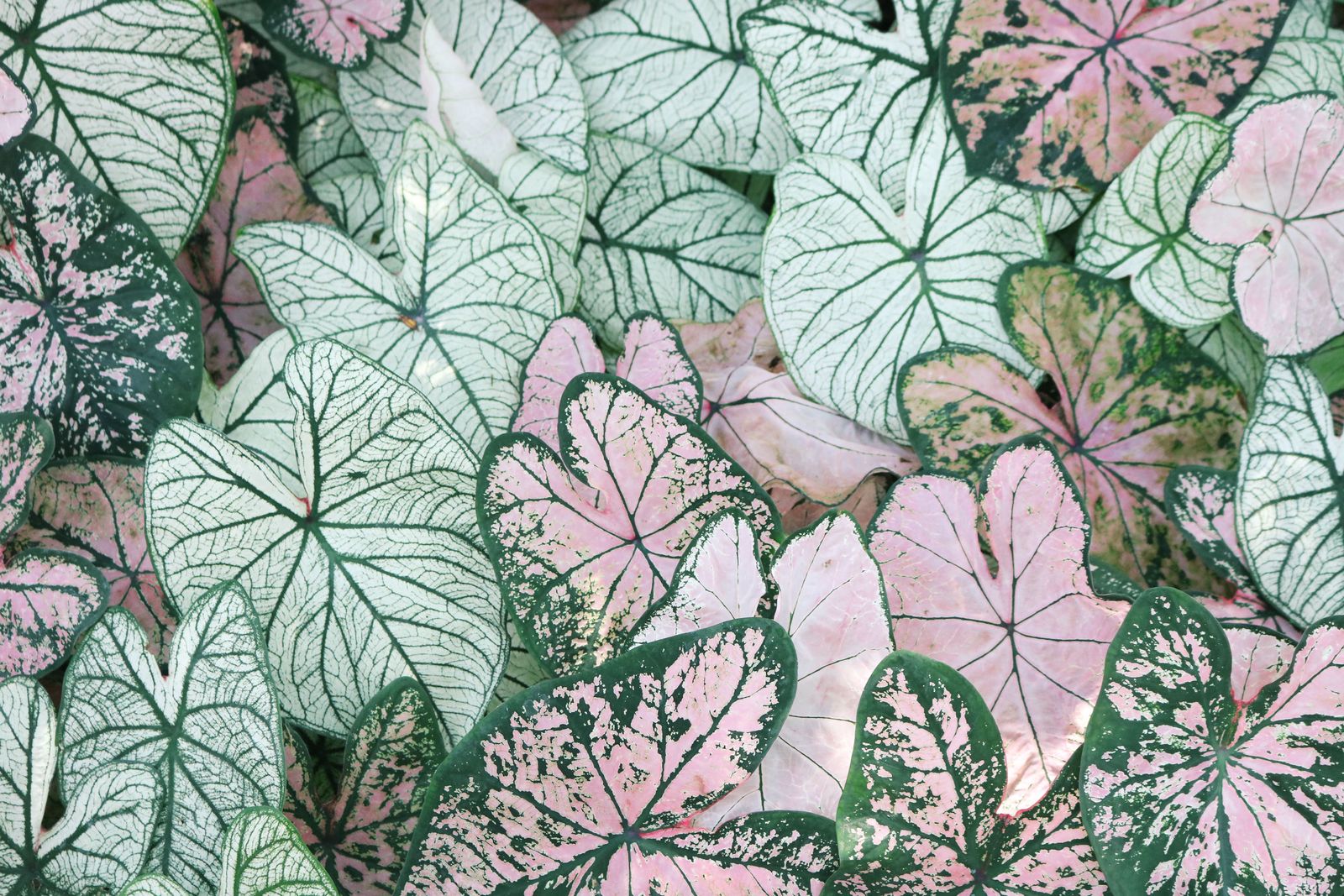 Soft foliage texture