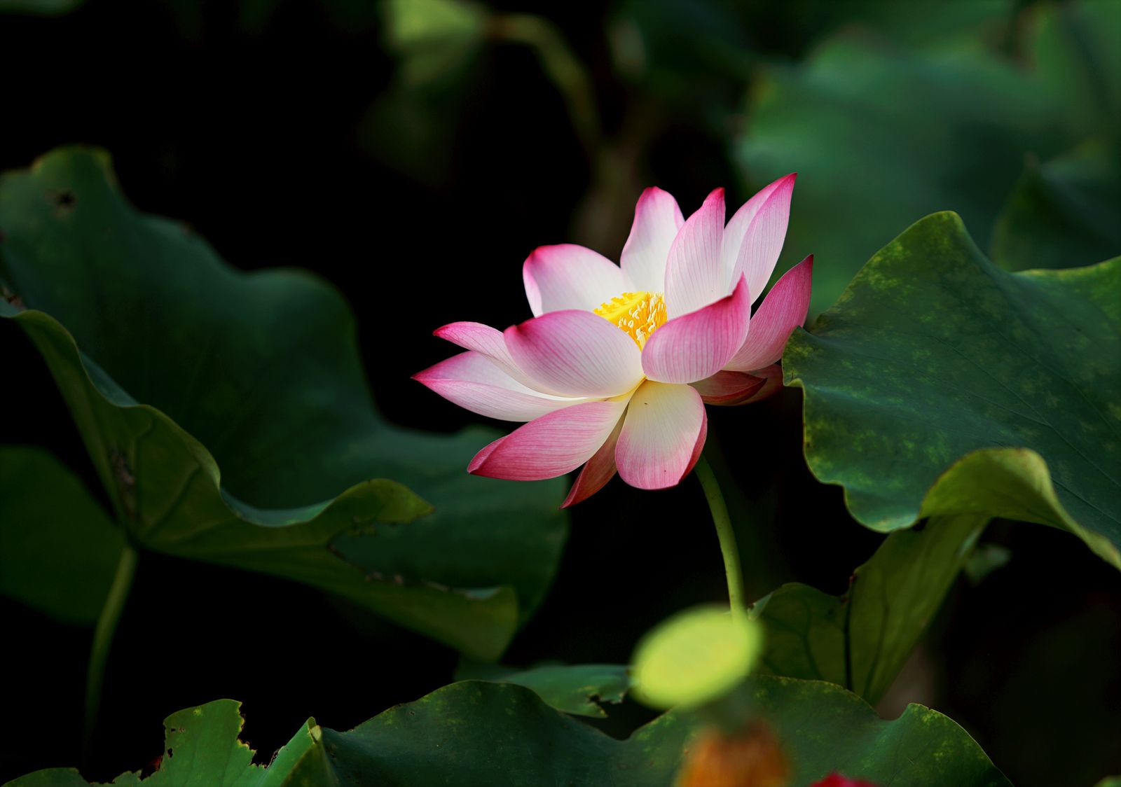 A single bloom against dark leaves