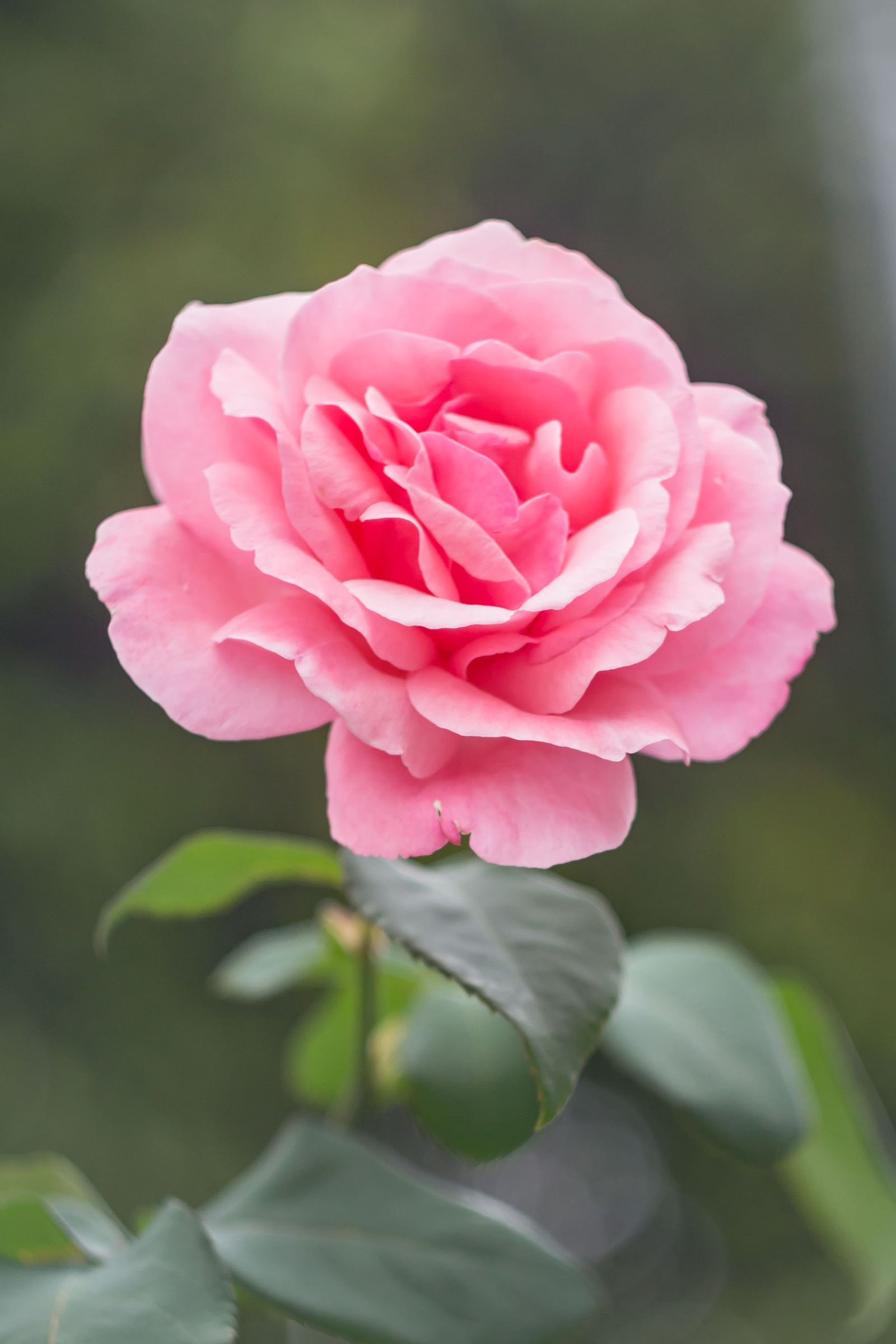 A single pink rose