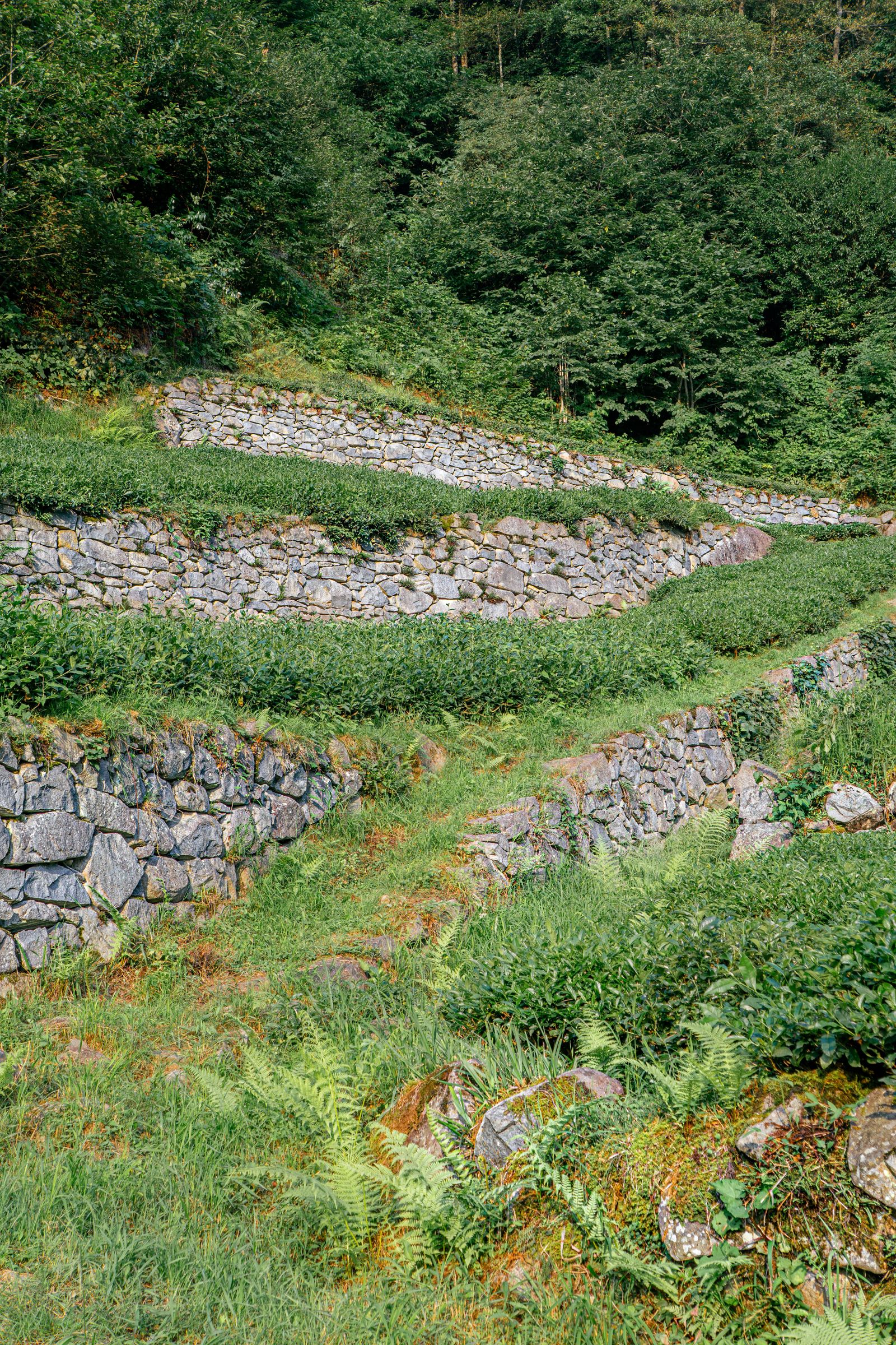 A freshly laid sod lawn with a stone edge