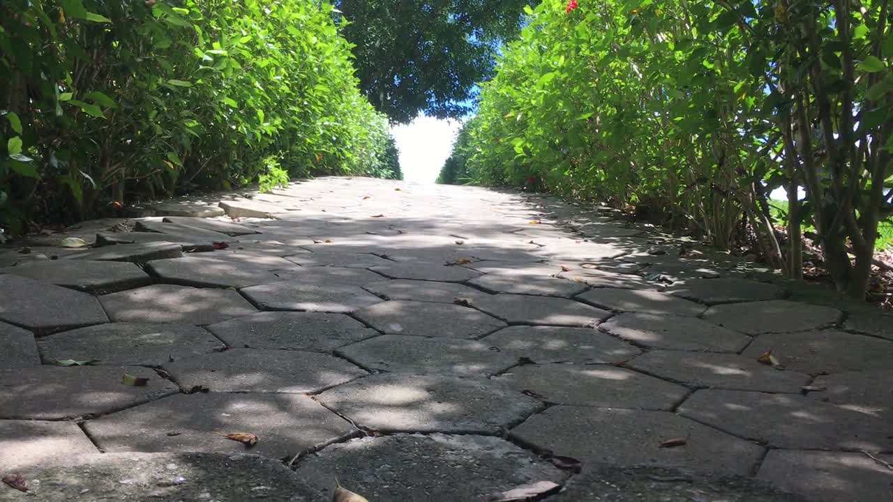 Paver pathway running between green hedges