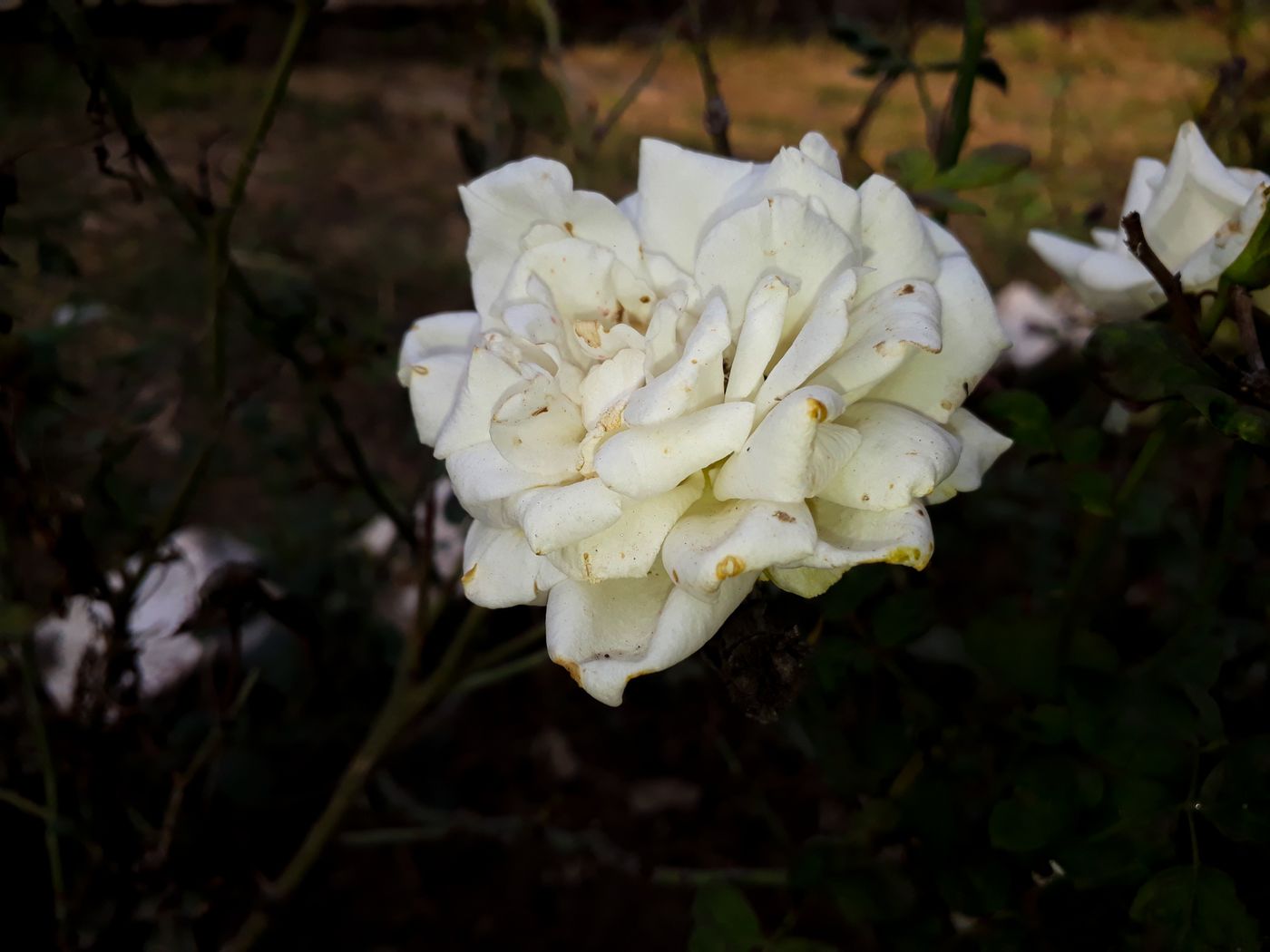 Single white bloom