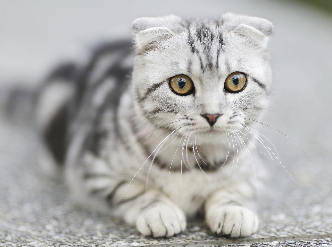 A curious cat by a shelf