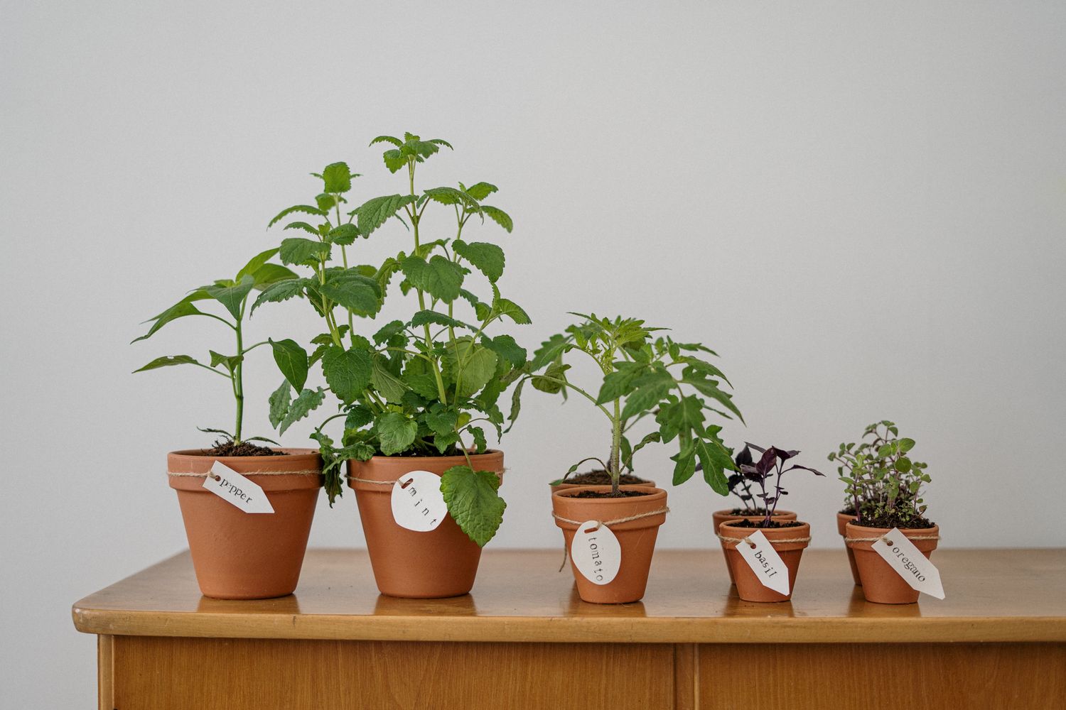 Potted seedlings on a shelf